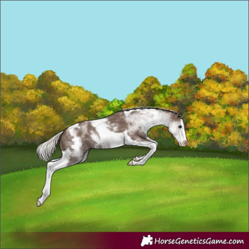 Horse Color:White Spotted Silver Black Splash Tobiano 