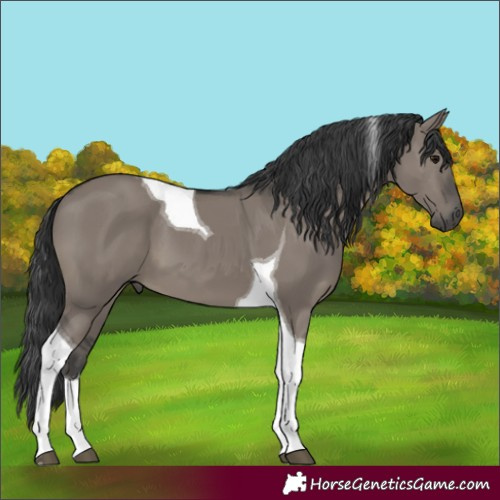 Horse Color:Unknown 