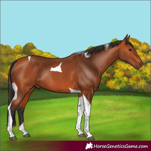 Horse Color:Bay Tobiano Rabicano