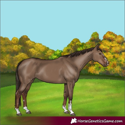 Horse Color:Liver Red Dun