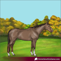 Horse Color:Liver Red Dun