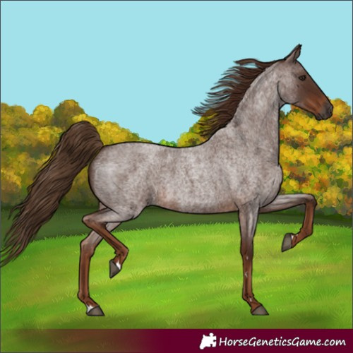 Horse Color:Gray Red Roan