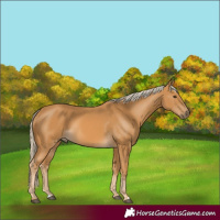 Horse Color:Palomino