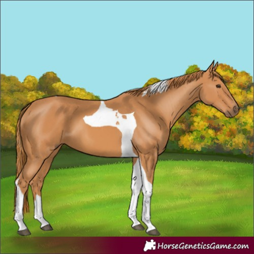 Horse Color:Chestnut Tobiano