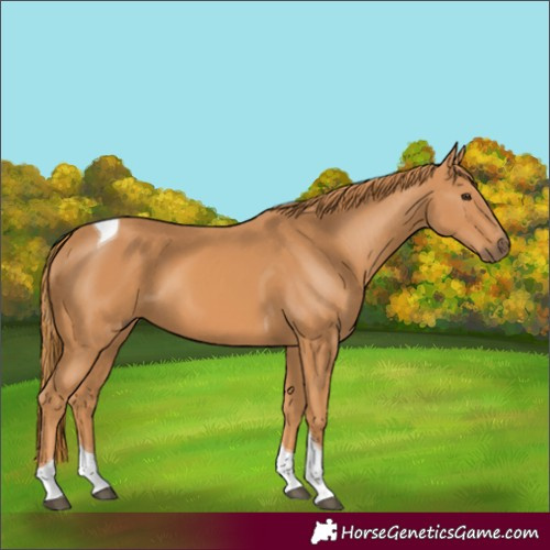 Horse Color:Chestnut Tobiano 