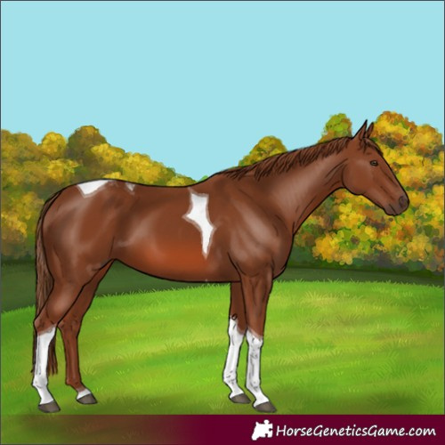 Horse Color:Chestnut Tobiano