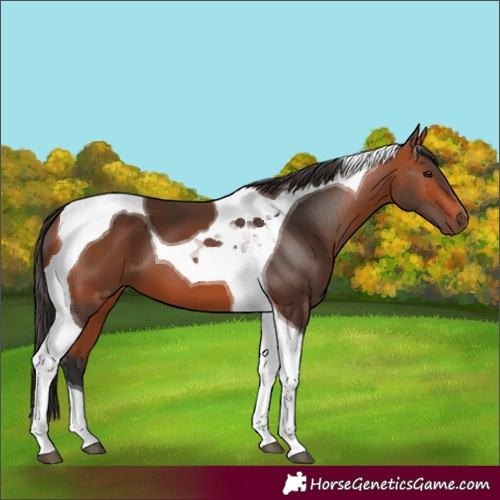 Horse Color:Bay Tobiano 