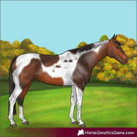 Horse Color:Bay Tobiano