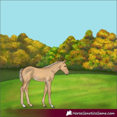 Horse Color:Palomino Dun