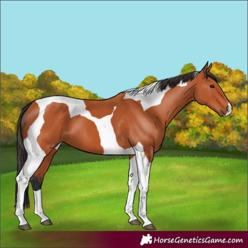Horse Color:Bay Tobiano