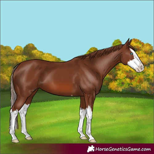 Horse Color:Chestnut Splash 