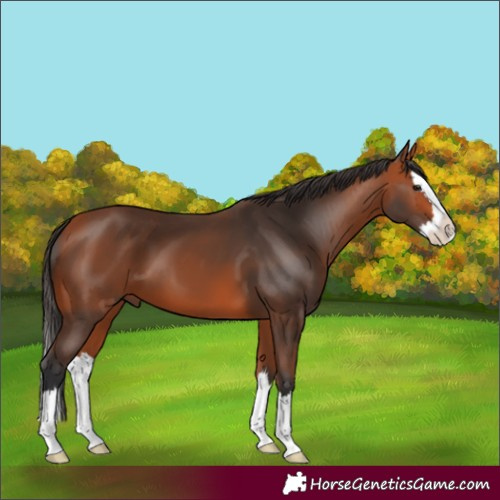 Horse Color:Bay Splash
