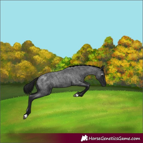 Horse Color:Gray Blue Roan