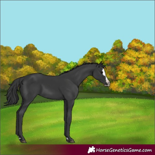 Horse Color:Black Splash