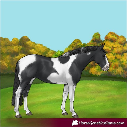Horse Color:Black Tobiano Frame