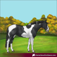 Horse Color:Black Tobiano Frame