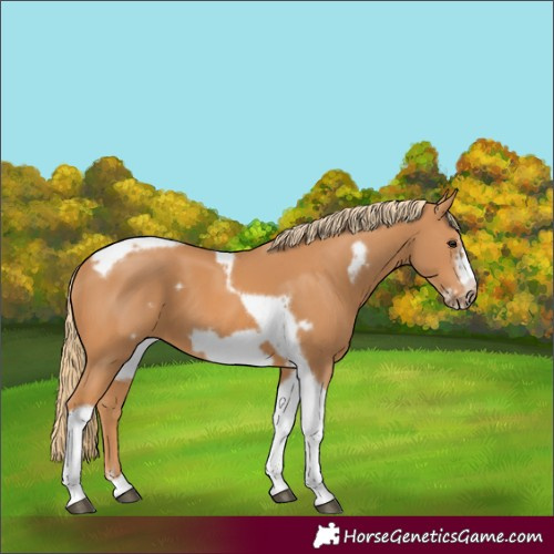Horse Color:Chestnut Tobiano Frame 