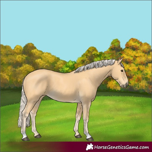 Horse Color:Palomino