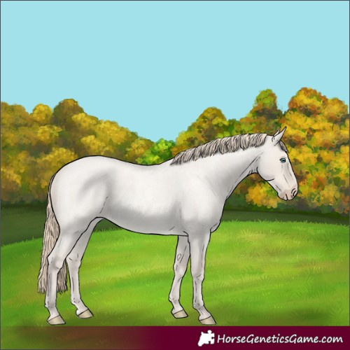 Horse Color:Smoky Creme Roan Dun