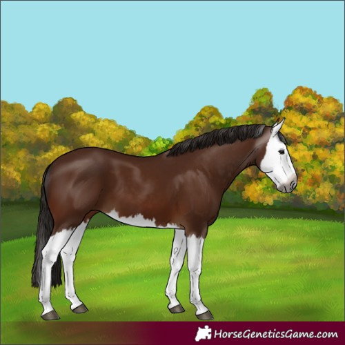 Horse Color:Gray Bay Splash 