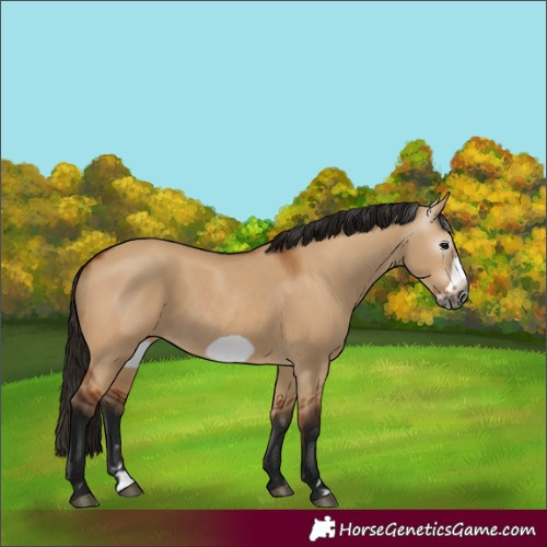 Horse Color:Gray Bay Dun Frame 