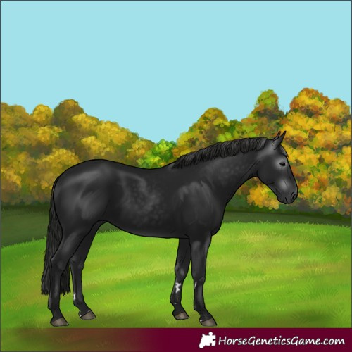 Horse Color:Gray Black 