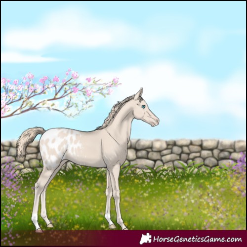 Horse Color:Smoky Creme Blanket