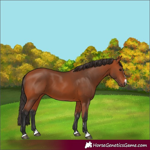 Horse Color:Bay 