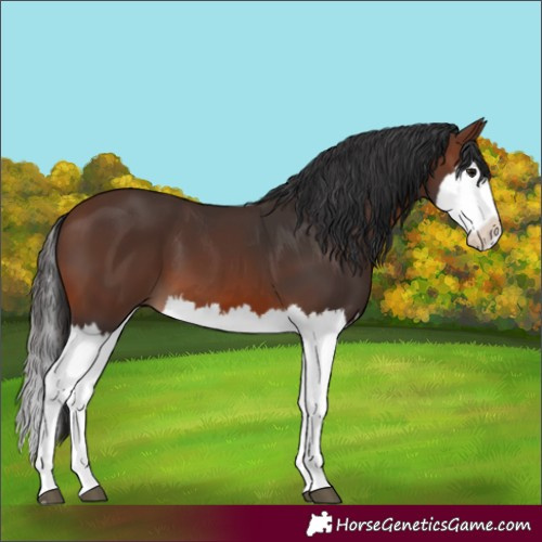 Horse Color:Brown Splash 