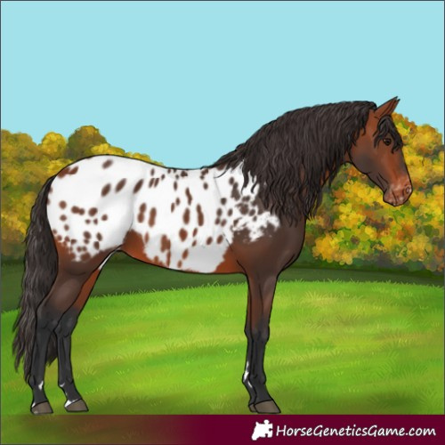 Horse Color:Bay Blanket 