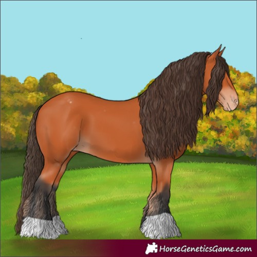 Horse Color:Bay Blanket