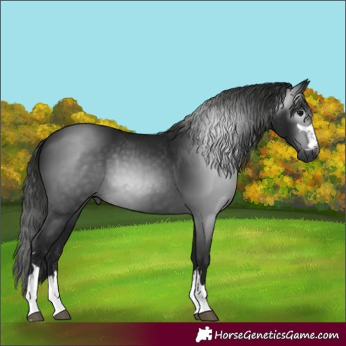 Horse Color:Gray Black