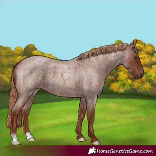 Horse Color:Red Roan 