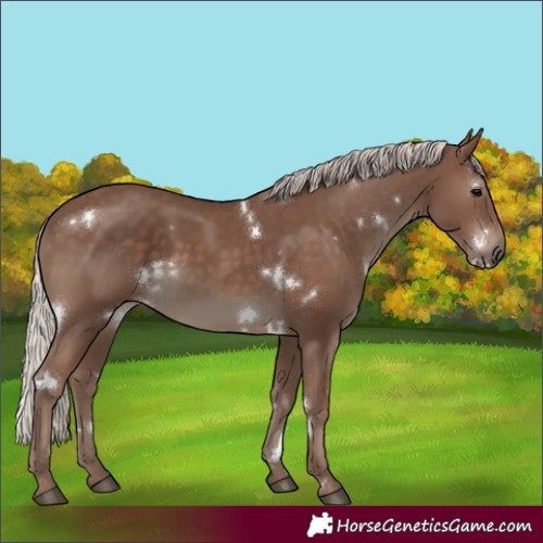 Horse Color:White Spotted Silver Black 