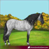 Horse Color:Blue Roan