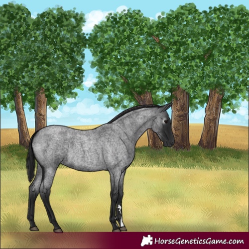 Horse Color:Gray Blue Roan