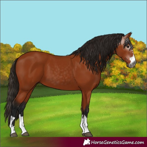 Horse Color:Gray Bay 