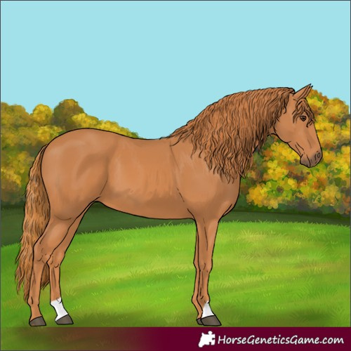 Horse Color:Chestnut 