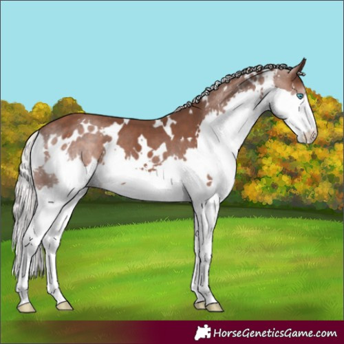 Horse Color:White Spotted Silver Black Splash 