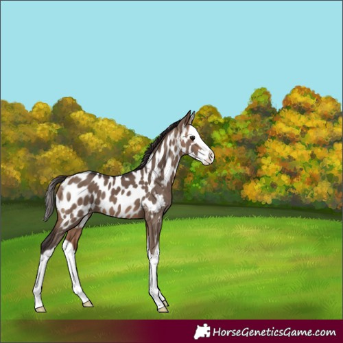 Horse Color:Bay Dun Splash Near Leopard