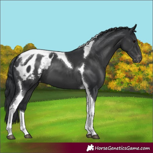 Horse Color:Black Tobiano Blanket 