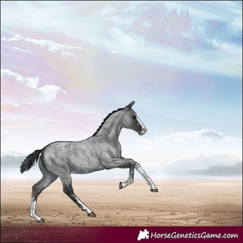 Horse Color:White Spotted Blue Roan Splash 