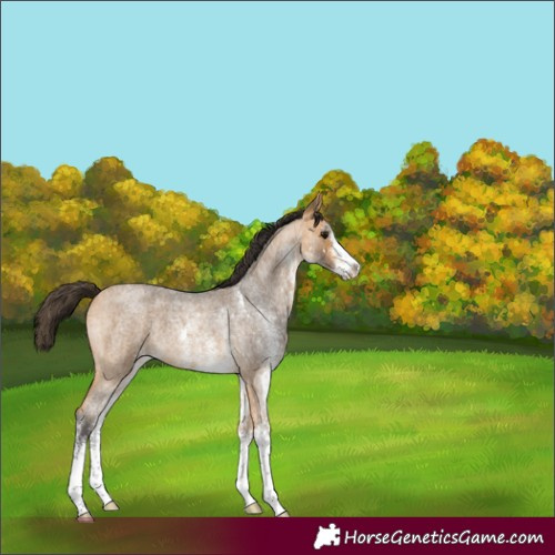 Horse Color:White Spotted Buckskin Roan 