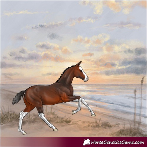 Horse Color:Bay Splash 