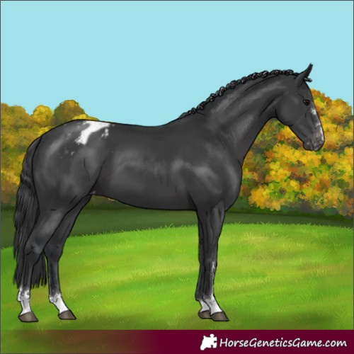 Horse Color:Unknown 