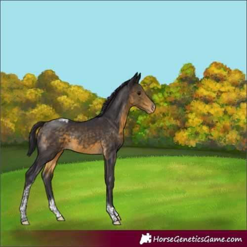 Horse Color:Buckskin Tobiano Varnish 