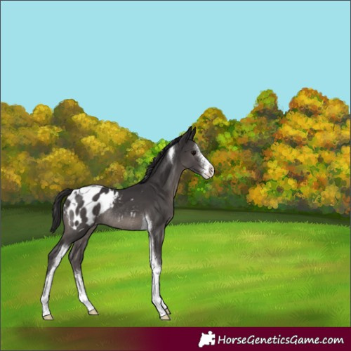 Horse Color:Smoky Black Sabino Tobiano Blanket Rabicano 
