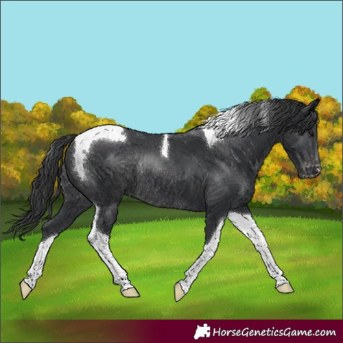 Horse Color:Black Tobiano Varnish Rabicano 