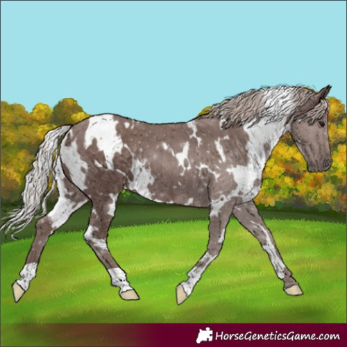 Horse Color:White Spotted Chocolate Silver Black