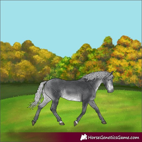 Horse Color:Silver Brown Chinchilla